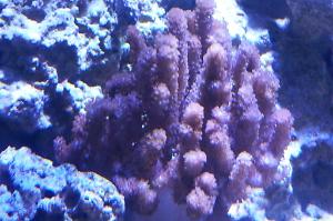 Cauliflower Colt Coral