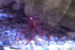 Peppermint Shrimp Thumbnail