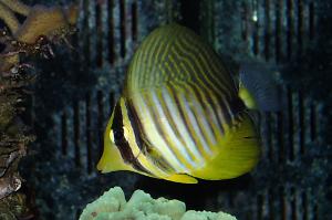 Sailfin Tang Thumbnail