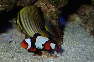 Ocellaris Clownfish Thumbnail