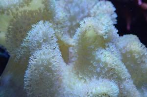 Leather Coral Thumbnail