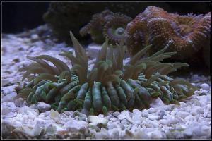 Green Plate Coral Thumbnail