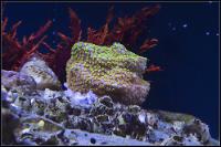 Rainbow Montipora Thumbnail