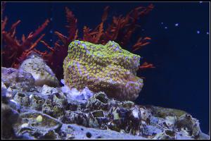 Rainbow Montipora