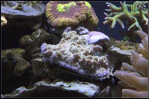 True Montipora Undata Thumbnail