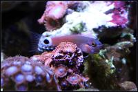 Tail Spot Blenny