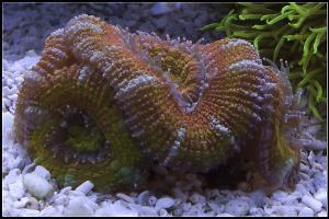 Rainbow Acan Lords Thumbnail