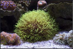 Neon Green Star Polyps