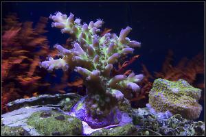 Acropora tortuosa