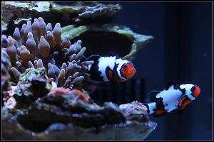 Black Ice Clownfish