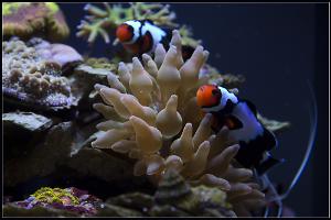 Black Ice Clownfish