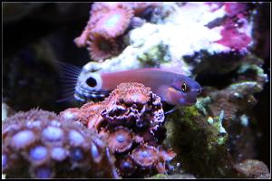 Tail Spot Blenny