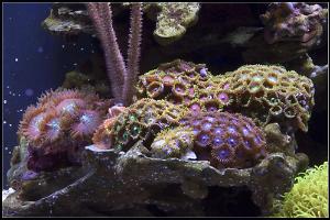 Zoanthid sp. and Palythoa sp.