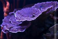 Purple Monti Plate Thumbnail