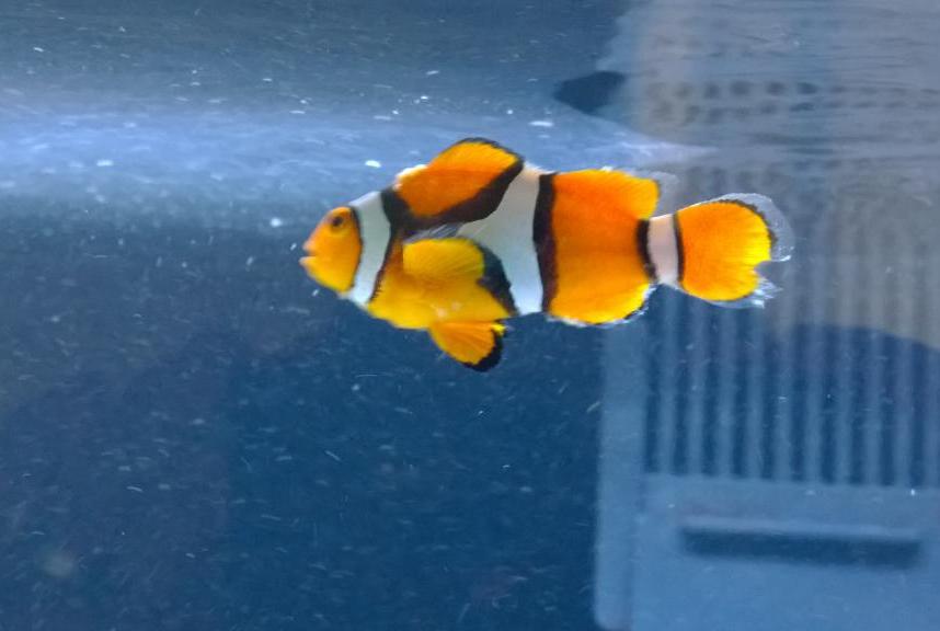 True Percula Clownfish