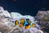 True Percula Clownfish