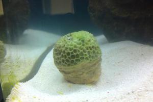 Goniastrea Brain Coral Thumbnail