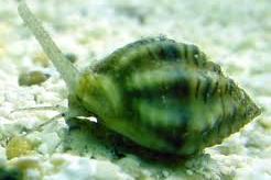 Nassarius Snail Thumbnail