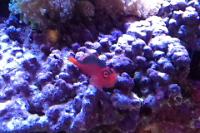 Red Hawkfish Thumbnail