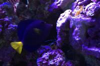 Purple Tang Thumbnail