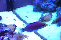 Mystery Wrasse Thumbnail