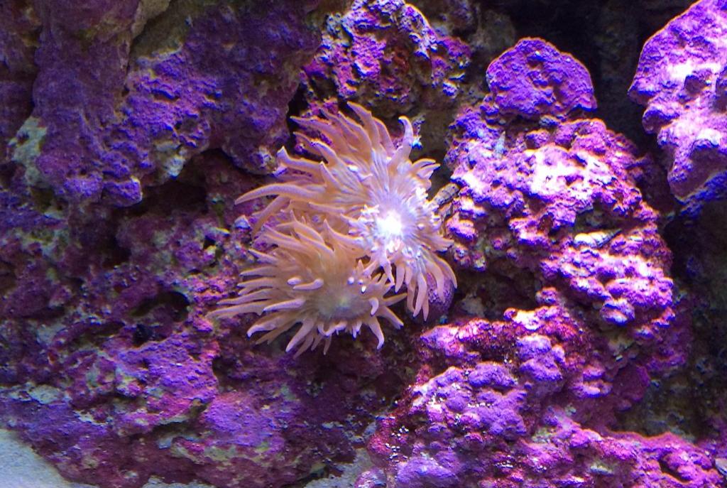 Duncan Polyp