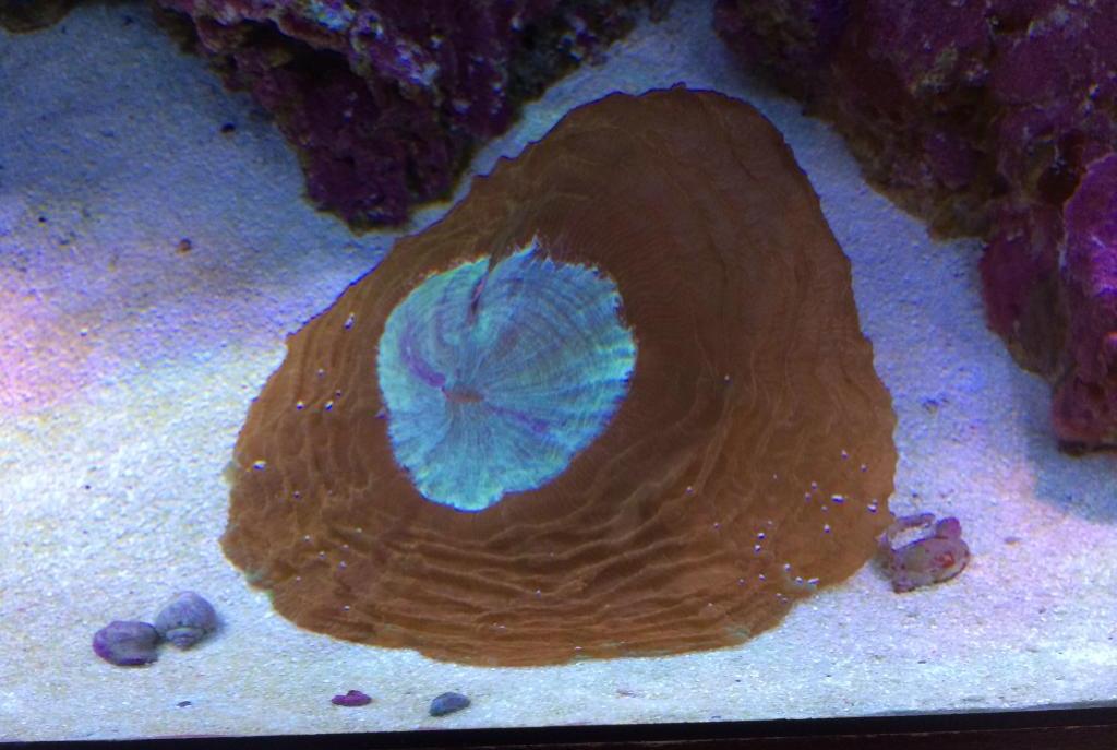 Doughnut Coral