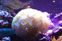 Hammer Anchor Coral Thumbnail