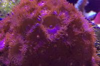 Zoanthid Thumbnail