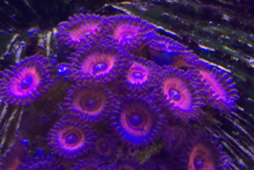 Zoanthid