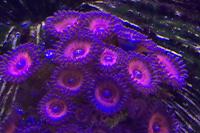 Zoanthid Thumbnail