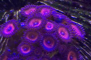 Zoanthid