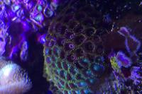 Zoanthid Thumbnail