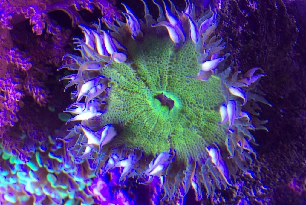 Rock Flower Anemone