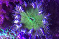 Rock Flower Anemone Thumbnail