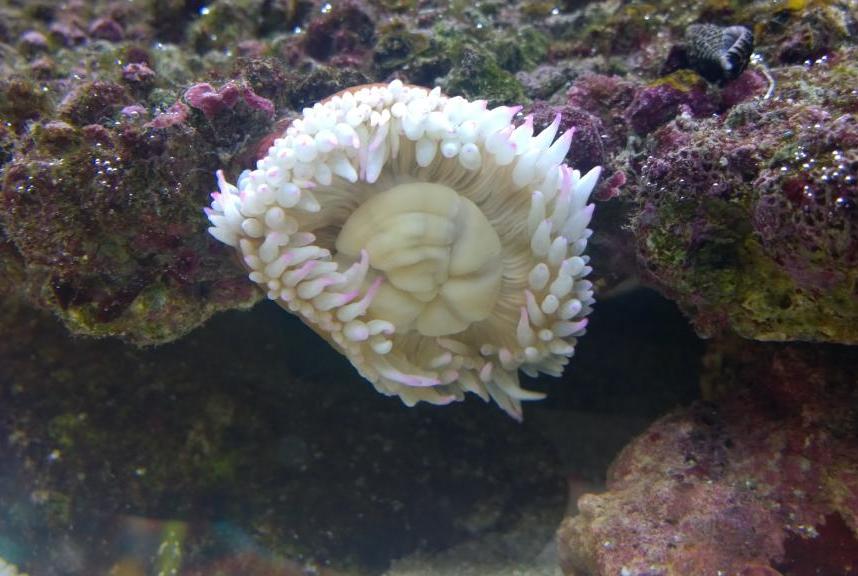 bubble tip Anemone