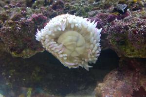 Bubble Tip Anemone Thumbnail