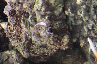 Hammer Anchor Coral Thumbnail