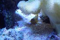 Yellow Watchman Goby Thumbnail