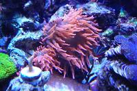 Rose Bulb Anemone Thumbnail