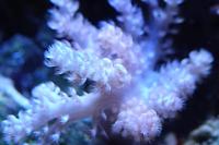 Kenya Tree Coral Thumbnail