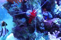 Blood Red Fire Shrimp Thumbnail