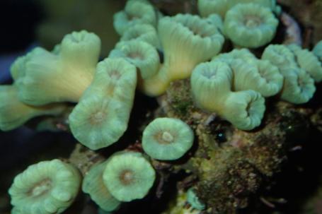 Trumpet Coral Thumbnail