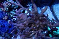 Branched Montipora Coral Thumbnail