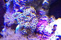 Tooth Coral Thumbnail