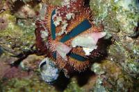 Blue Tuxedo Urchin Thumbnail