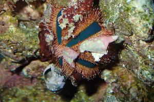 Blue Tuxedo Urchin Thumbnail