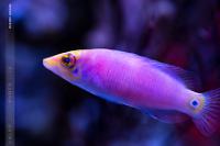 Mystery Wrasse