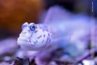 Pink Spotted Watchman Goby