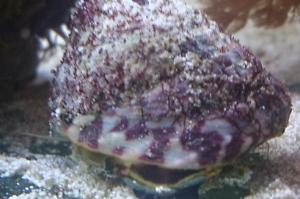 Banded Trochus Snail Thumbnail